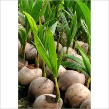 Natural Coconut Plant